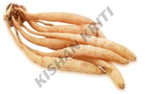 Asparagus Racemosus Shatavari Root