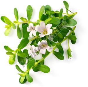 Organic Brahmi Leaves