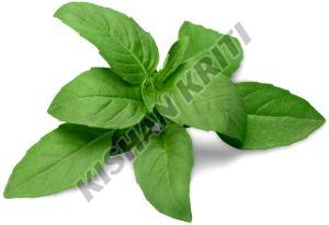 Organic Holy Basil Leaves