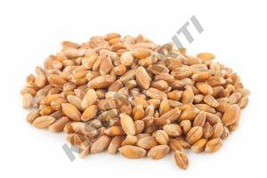 Organic Wheat Grains