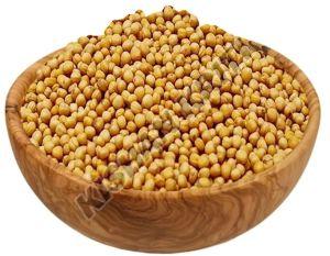 Organic Yellow Mustard Seeds