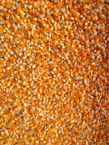 Maize Seeds