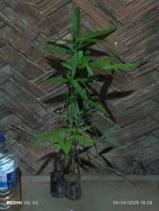 Lucky Bamboo Plant