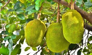 Fresh Green Jackfruit