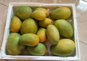 Fresh Kesar Mango
