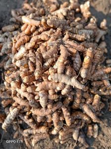 Raw Turmeric Finger
