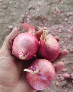 red onion