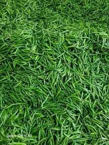 Fresh G4 Green Chilli
