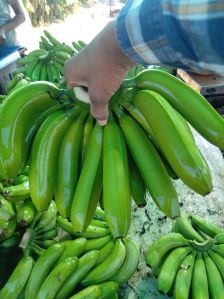 Fresh G9 Green Banana