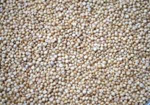 premium indian milky white sorghum