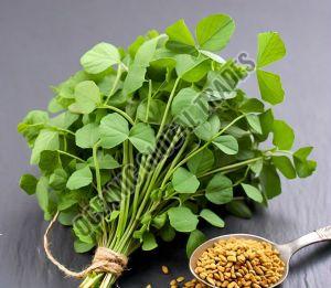 Fenugreek Seeds