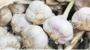 Garlic