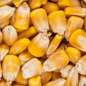 Yellow Maize Seeds