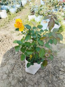 Well Watered Rose Plant