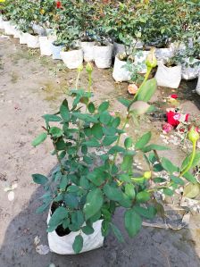 Well Watered Rose Plant