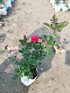 Well Watered Rose Plant