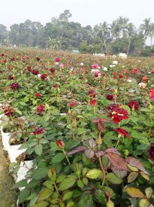 Well Watered Rose Plant