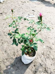 Well Watered Rose Plant
