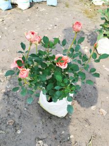 Well Watered Rose Plant