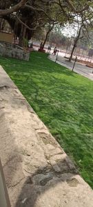 Green Lawn Grass