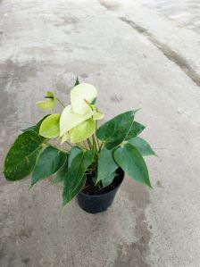 Indoor Artificial Plant