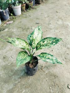 Indoor Artificial Plant
