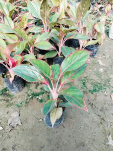 Indoor Artificial Plant