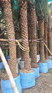 date palm tree