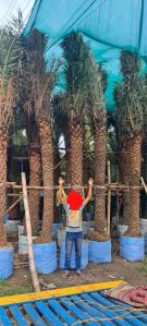date palm tree