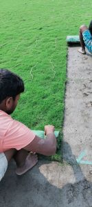 Natural Selection Number 1 Grass