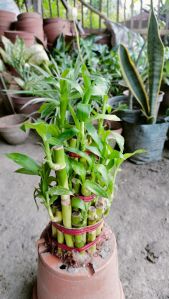 Indoor Artificial Plant