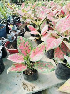 Indoor Artificial Plant