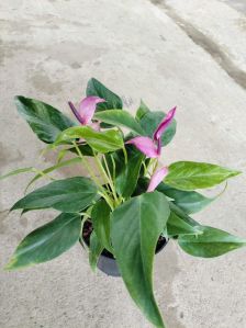 Indoor Artificial Plant