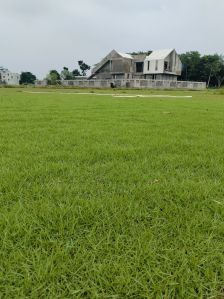 Green Lawn Grass