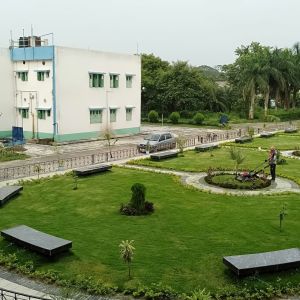 Green Lawn Grass
