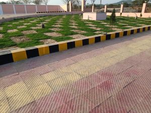 Green Lawn Grass
