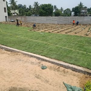 Green Lawn Grass