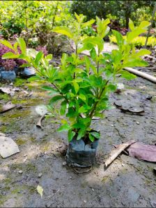 Multicolor Garden Plant
