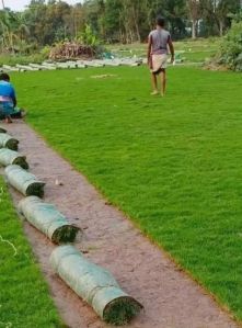 Natural Selection Number 1 Grass