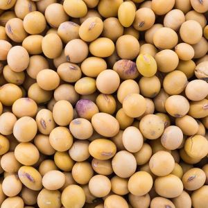 White Beans