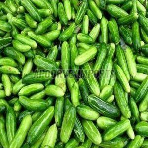 Fresh Ivy Gourd