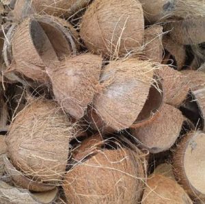 Brown Coconut Shell