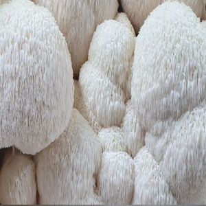 Fresh Lions Mane Mushroom