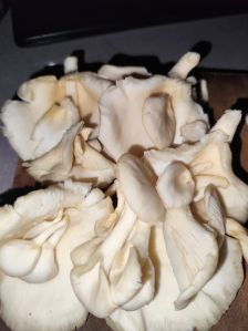 Fresh Oyster Mushroom