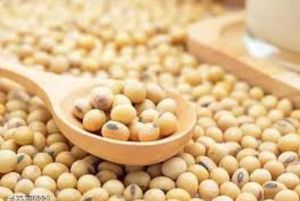 Soybean Seeds