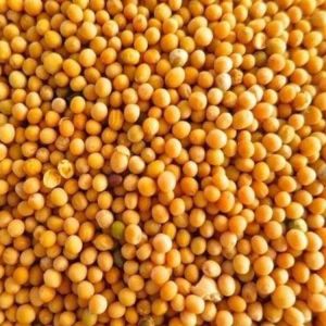 Yellow Mustard Seeds