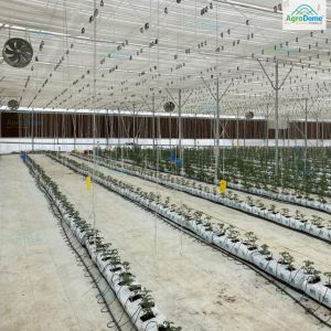 Fan and Pad Polyhouse