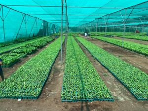 Agronomy Cultivation Consultancy