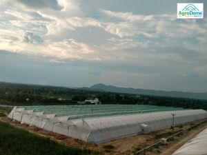 Naturally Ventilated Poly Greenhouse