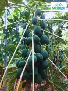 Shade Net House for Papaya Orchard Structure